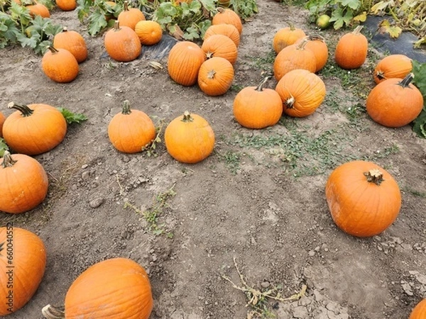 Fototapeta Seasonal pumpkins in a patch