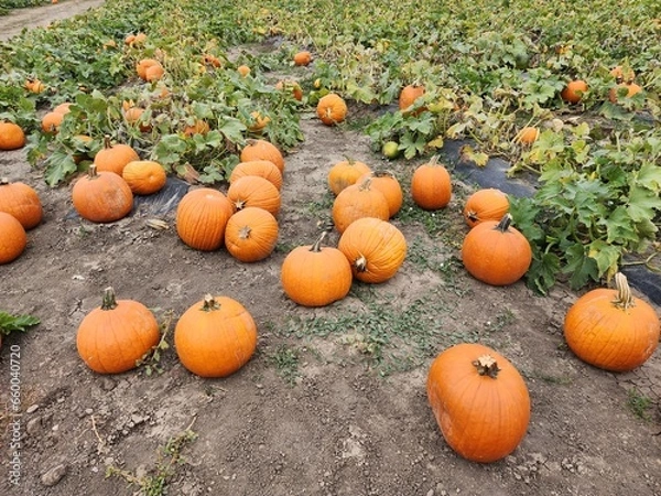 Fototapeta Seasonal pumpkins in a patch