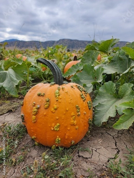 Fototapeta Seasonal pumpkins in a patch