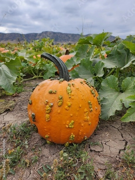Fototapeta Seasonal pumpkins in a patch