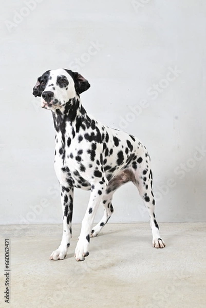Fototapeta ダルメシアン