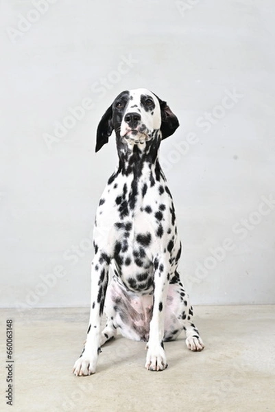 Fototapeta ダルメシアン