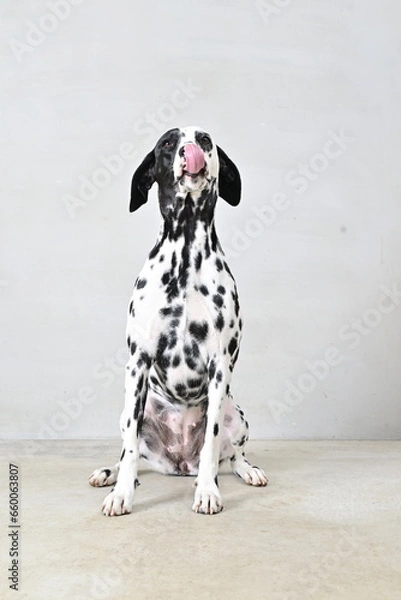 Fototapeta ダルメシアン