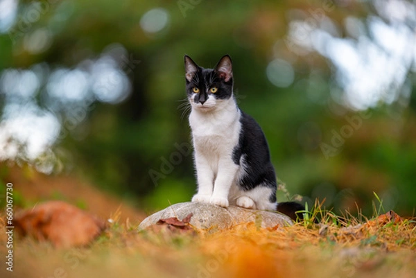 Fototapeta Cute black and white cat sitting on a rock