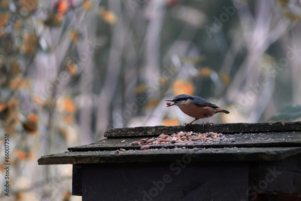 Obraz bird in the snow
