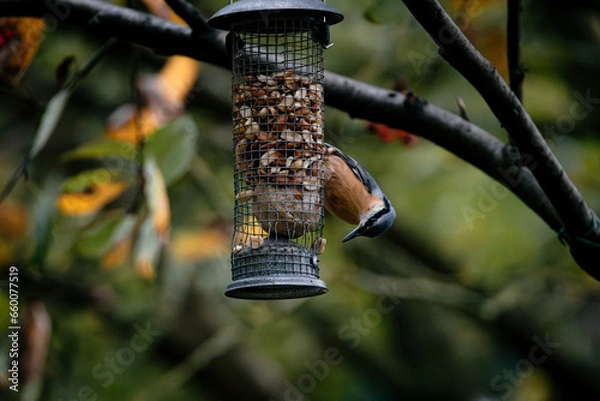 Obraz bird on a branch