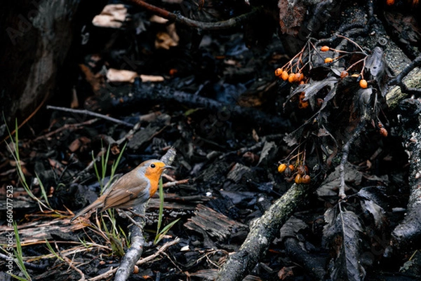 Obraz robin on a branch