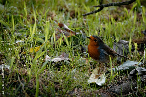 Obraz robin on the grass