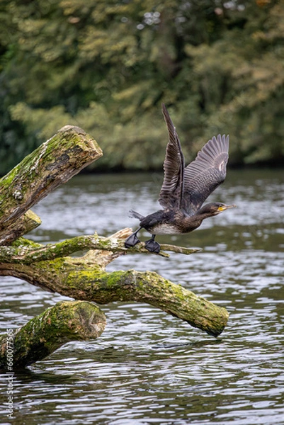 Fototapeta great crested grebe