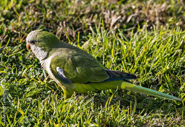 Fototapeta Pappagallo selvaggio
