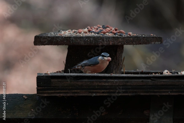 Obraz robin on a branch
