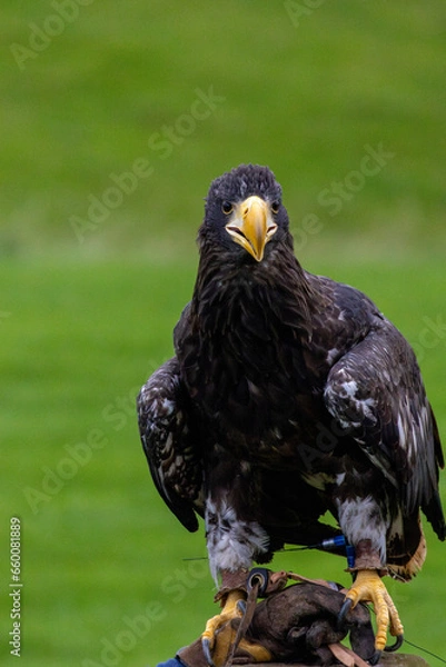 Obraz red tailed hawk