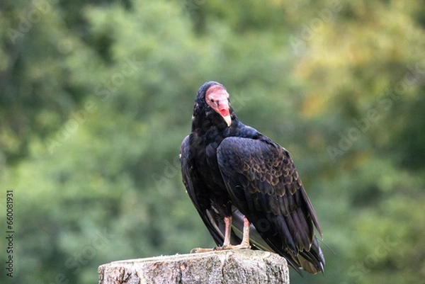 Obraz vulture on a tree