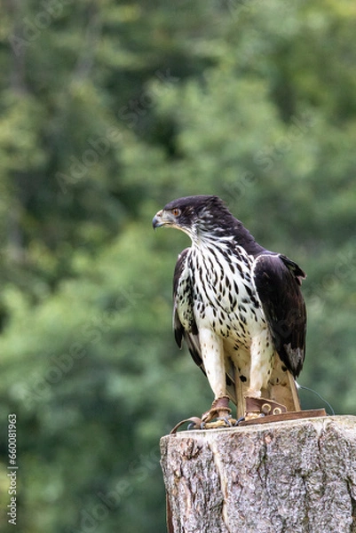 Obraz red tailed hawk