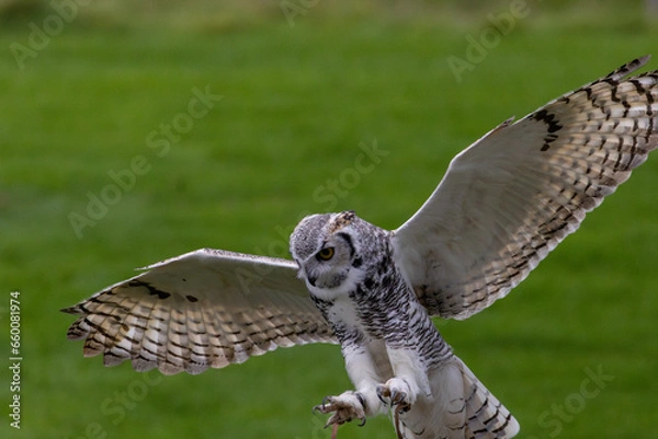 Obraz owl in flight