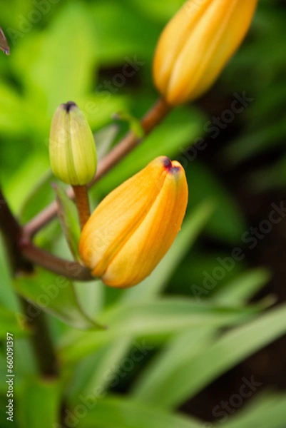 Obraz yellow tulip flower