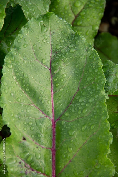 Obraz close up of green leaf