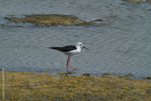 Obraz échasse blanche 