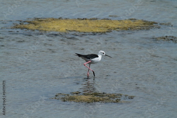 Obraz échasse blanche 