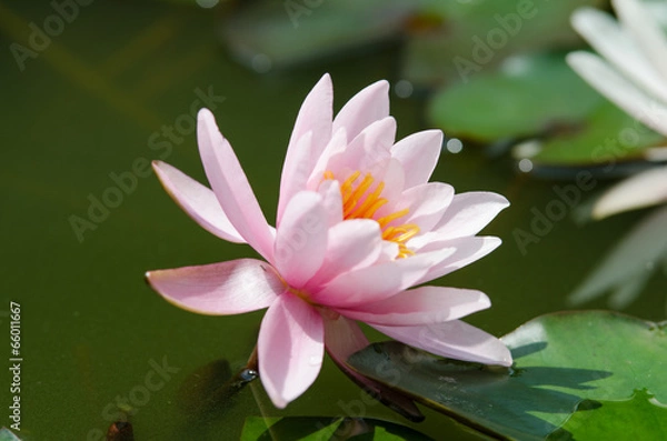 Obraz lotus flower background