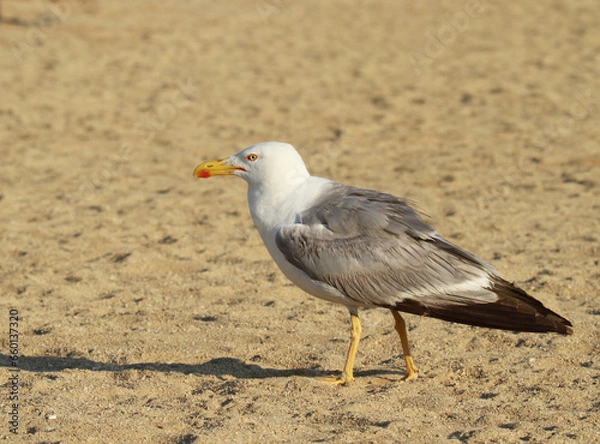 Obraz goéland  qui crie