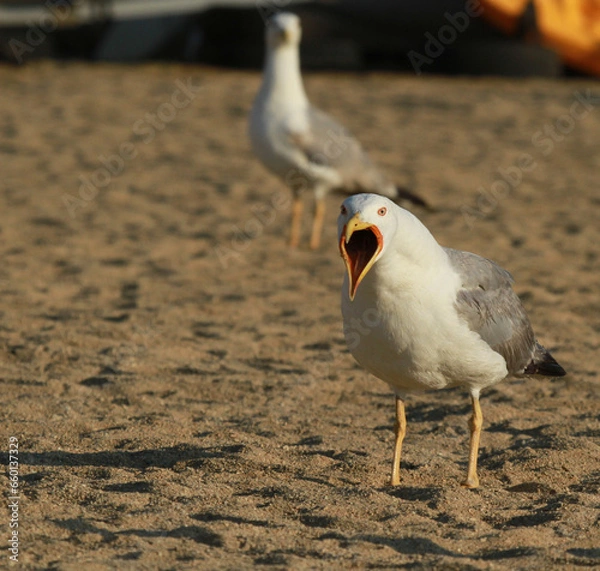Obraz goéland  qui crie