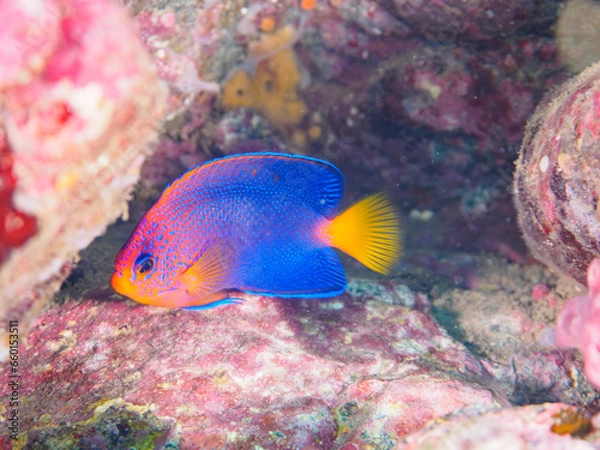 Fototapeta ヒリゾ浜の美しいレンテンヤッコ（キンチャクダイ科）の幼魚他。

静岡県伊豆半島賀茂郡南伊豆町中木から渡し船で渡るヒリゾ浜にて。
2023年9月29日水中撮影。
