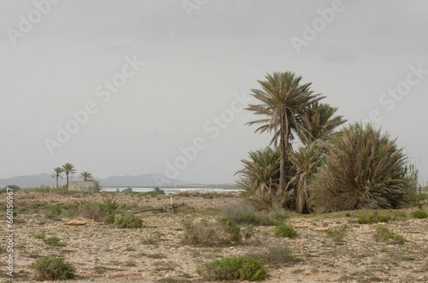 Fototapeta palms in the spanish desert