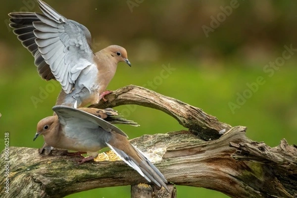 Fototapeta Mourning Doves fighting in Autumn