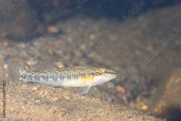 Fototapeta Bronze darter in bottom of river