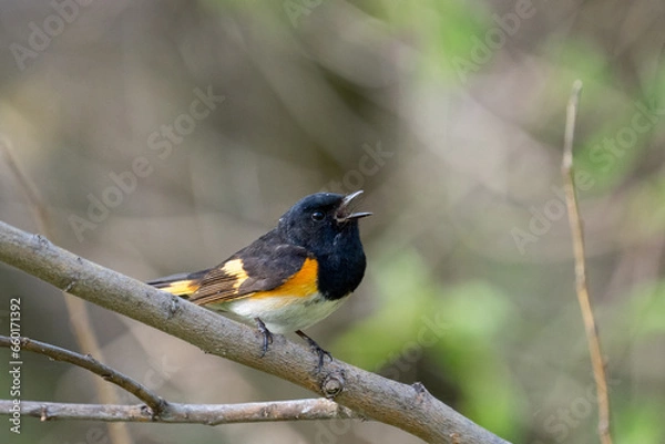 Obraz American redstart on a perch