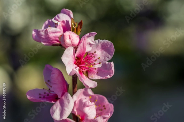 Fototapeta closeup photo of the apple tree flowers