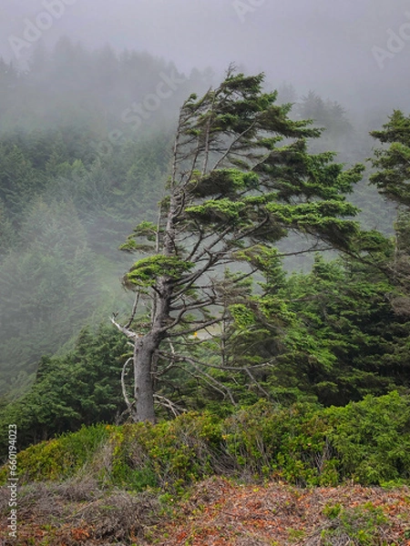 Obraz Tree fighting mother nature