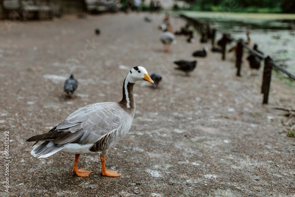 Fototapeta Grey white Goose walking in St. James's Park in London. 
