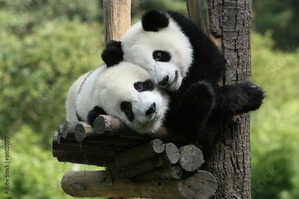 Obraz panda