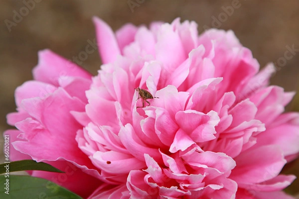 Obraz Robak na Piwoni