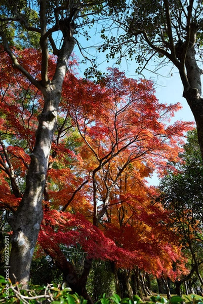 Fototapeta 木々の中で赤く色づく紅葉