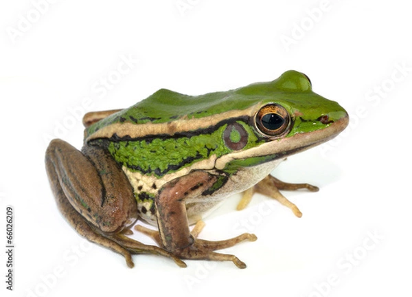 Obraz frog