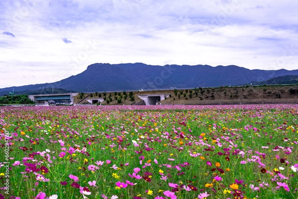 Fototapeta 三光のコスモス