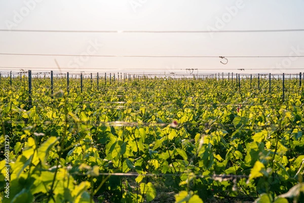 Obraz Weinreb, Grapevine