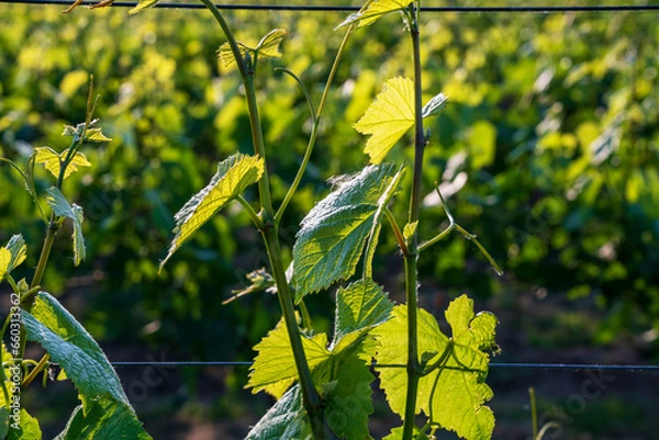 Obraz Weinreb, Grapevine
