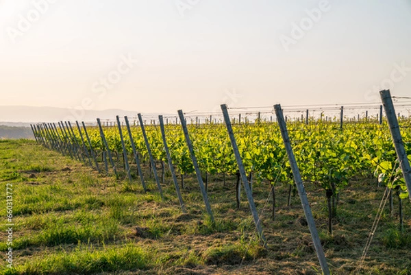 Obraz Weinreb, Grapevine
