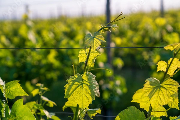 Obraz Weinreb, Grapevine