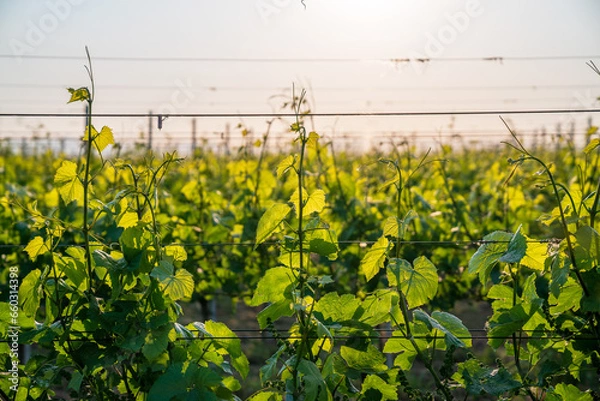 Obraz Weinreb, Grapevine