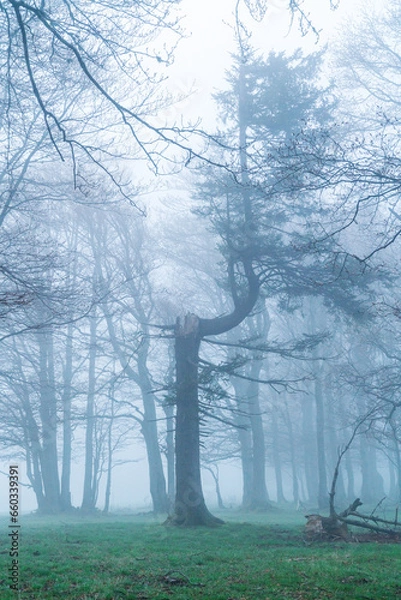 Obraz Wald im Nebel