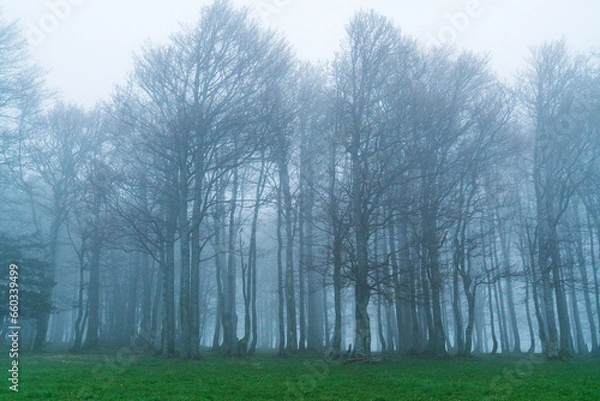Obraz Wald im Nebel