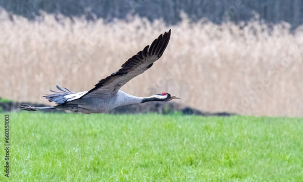 Fototapeta red tailed eagle