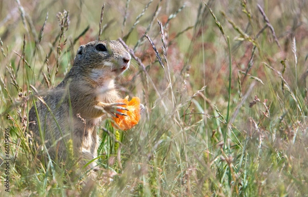 Fototapeta squirrel in the forest
