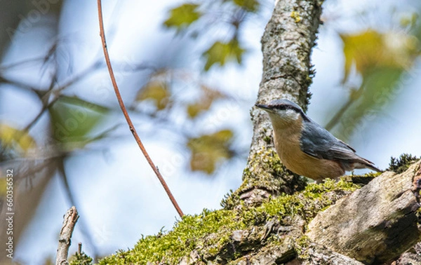 Fototapeta bird on a branch