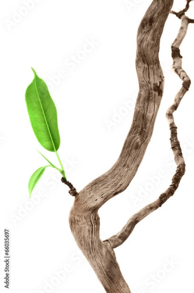 Obraz Single green leaf on dry branch
